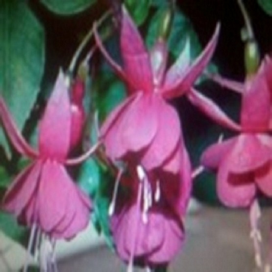 George barlett 5 plug plants. Upright Fuchsia