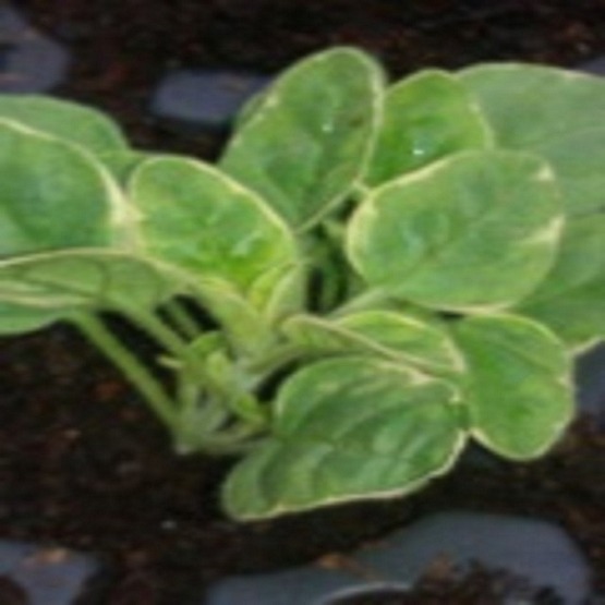 Herbs Origanum variegated 5 plug plants. Oregano