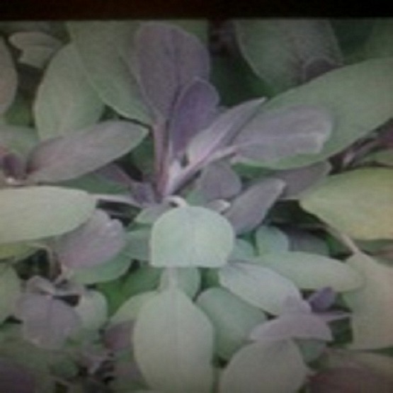 Herbs Sage purple 5 plug plants . Sage