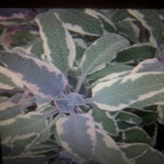 Herbs Sage tri colour 5 plug plants. Sage