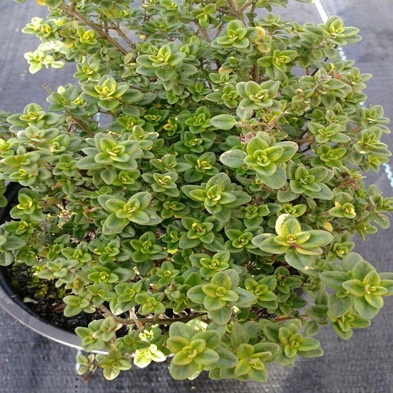 Herbs Thyme Lemon variegated  5 plug plants. Thyme
