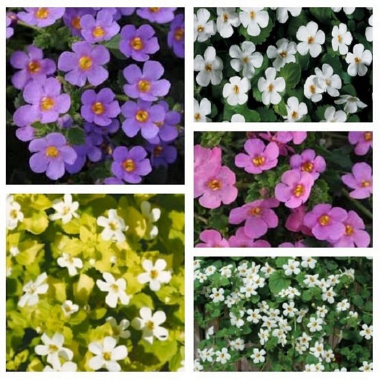 Bacopa surprise mix 5 plug plants from Hanging Basket Plants