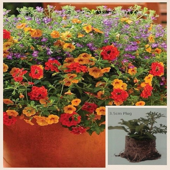 Trixi Ayers rock 5 plug plants available from 21 of march. Trixi hanging baskets