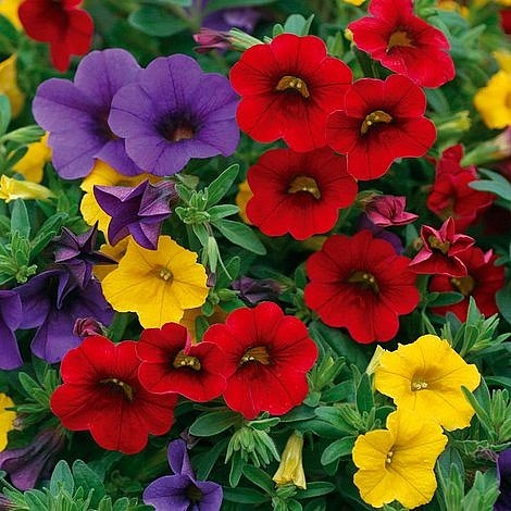 Trixi Bolero 5 plug plants available from 21 of march Trixi hanging baskets