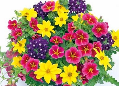 Trixi Cracker 5 plug plants available from 21 of march Trixi hanging baskets