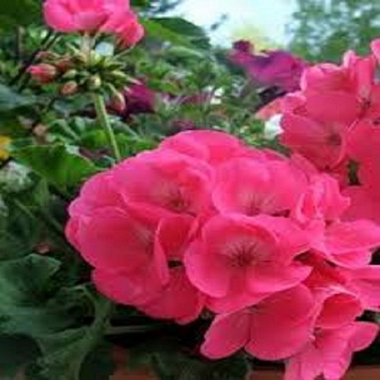 Americana Pink Geranium The Best of the Best 5 plug plants from. Geraniums