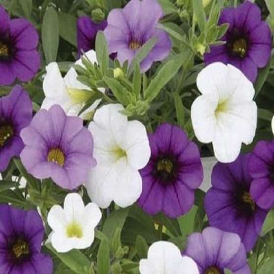 Trixi shades of blue 5 plug plants available from 21 march Trixi hanging baskets