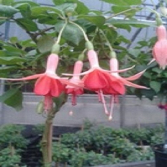 Dancing flame 5 plug plants from Trailing Variety Fuchsia