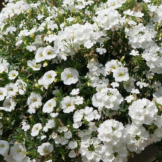 Trixi White wedding 5 plug plants available from 21 March Trixi hanging baskets