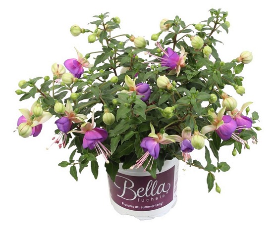 Bella Diana 5 plug plant Trailing Variety Fuchsia