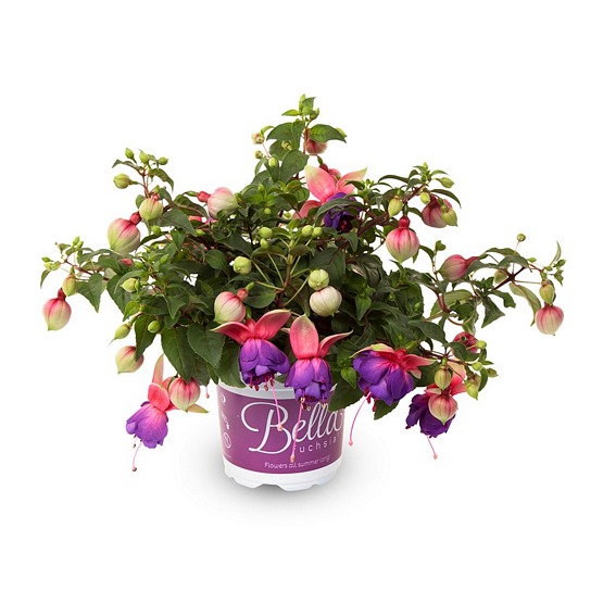 Bella faya 5 plug plants Trailing Variety Fuchsia