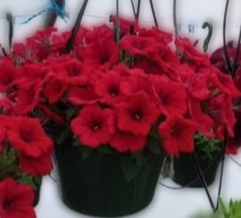 Surfinia red 5 plug plants. Trailing Petunias and Calibrachoa