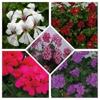 Geraniums trailing mixed surprise 5 plug plants from
