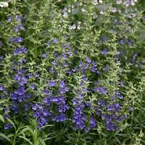 Herb Hyssopus officinalis 'Blue'