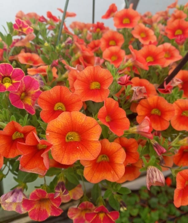 Orange Petunia Hybrida Calibrachoa Morning Glory Finland