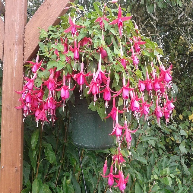 Jack shahan 5 plug plants £5.99 - Trailing Variety Fuchsia Fuchsia Plug ...