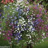 Lobelia trailing fountain mixed 40 plug plants.