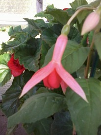 Coachman 5 plug plants