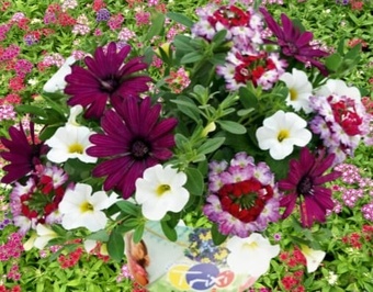 Trixi purple Joy 5 plug plants available from 21st of March