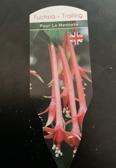 Fuchsia pour le Menneke 3, 9cm pots