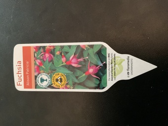 Fuchsia Alison Patricia 3, 9cm pots