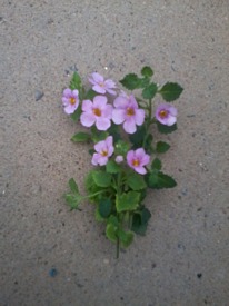 Bacopa pink 5 plug plants