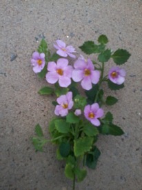 Bacopa pink 5 plug plants